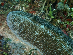 Ctenactis crassa