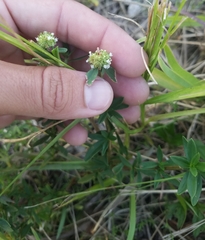 Spermacoce verticillata