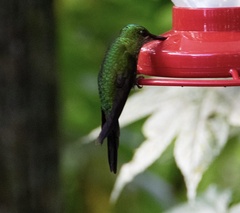 Heliodoxa imperatrix