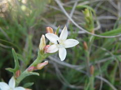 Oxygonum dregeanum