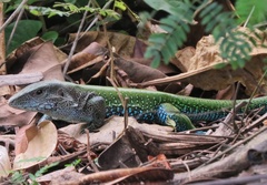 Ameiva ameiva