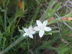 Oxygonum dregeanum