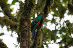 Pharomachrus auriceps