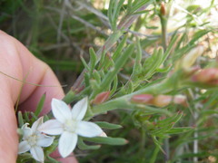 Oxygonum dregeanum