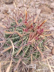 Ferocactus latispinus