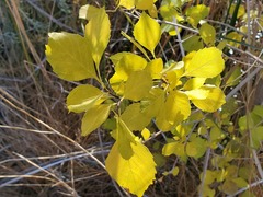 Fraxinus anomala