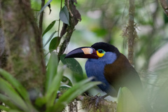 Andigena laminirostris