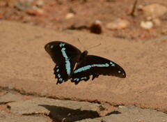 Papilio nireus