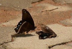Papilio nireus