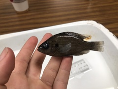 Lepomis miniatus