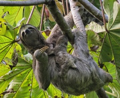 Bradypus variegatus variegatus