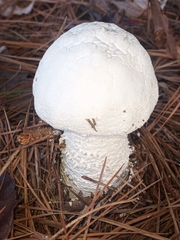 Amanita polypyramis