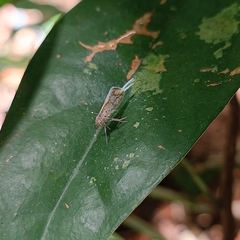 Parapoynx diminutalis