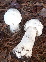 Amanita polypyramis