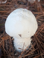 Amanita polypyramis