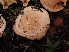 Lactarius tesquorum