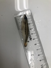 Micropterus punctulatus