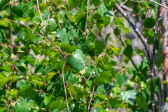 Betula pendula