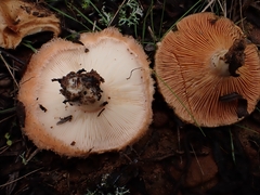 Lactarius tesquorum