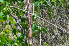 Betula pendula