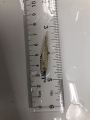 Etheostoma chlorosoma