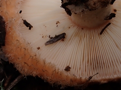 Lactarius tesquorum