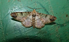 Iridopsis chalcea
