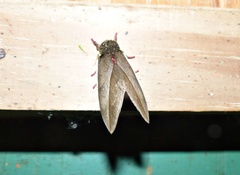 Automeris basalis