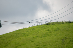 Todiramphus sanctus vagans