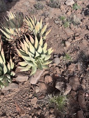 Aloe claviflora