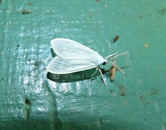 Eucereon vestalis