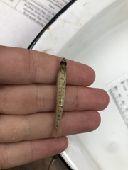 Ammocrypta vivax