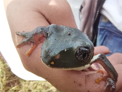 Agalychnis dacnicolor