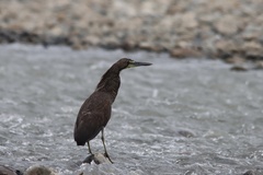 Tigrisoma fasciatum