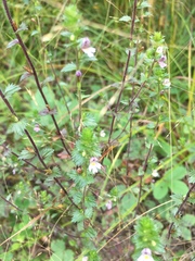 Euphrasia hudsoniana