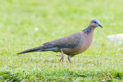 Streptopelia chinensis
