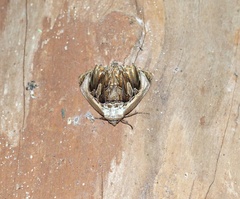Lepidodes sculpta