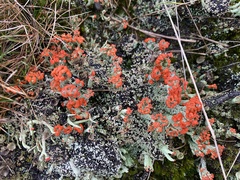 Cladonia floerkeana
