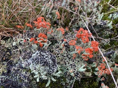 Cladonia floerkeana