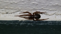 Steatoda nobilis