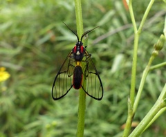 Argyroeides braco
