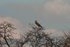 Circaetus pectoralis