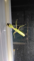 Hierodula patellifera