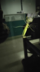 Hierodula patellifera