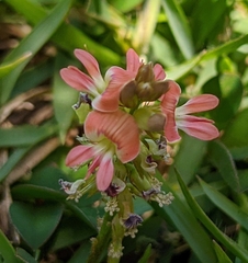 Indigofera spicata