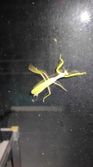 Hierodula patellifera