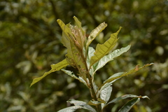 Brachylaena transvaalensis