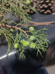 Juniperus deppeana