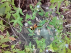 Leucauge argyra