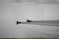 Aythya novaeseelandiae